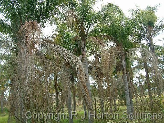 Cocos palms